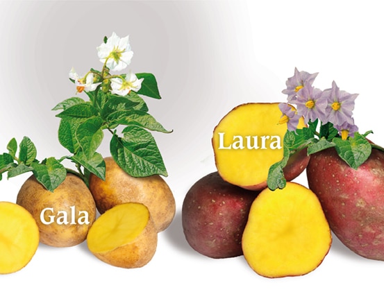 Kartoffelsorten Gala und Laura