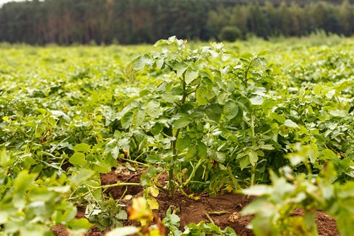 Kartoffelpflanze am Feld