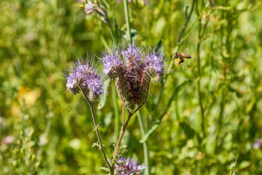 Bienen retten gelingt Burgis, indem sie Bienen Nahrungsquellen neben den Kartoffelfeldern bieten.