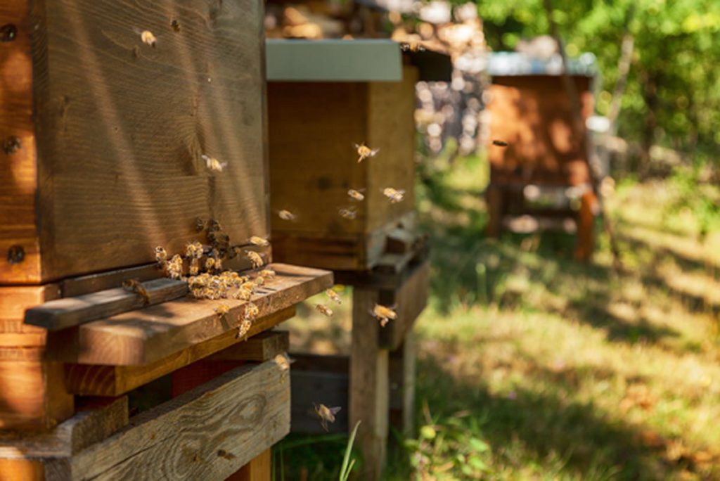 Bienen retten - dank Burgis finden die Bienen ausreichend Pollen und fliegen dann zu ihrem Bienenstock zurück.
