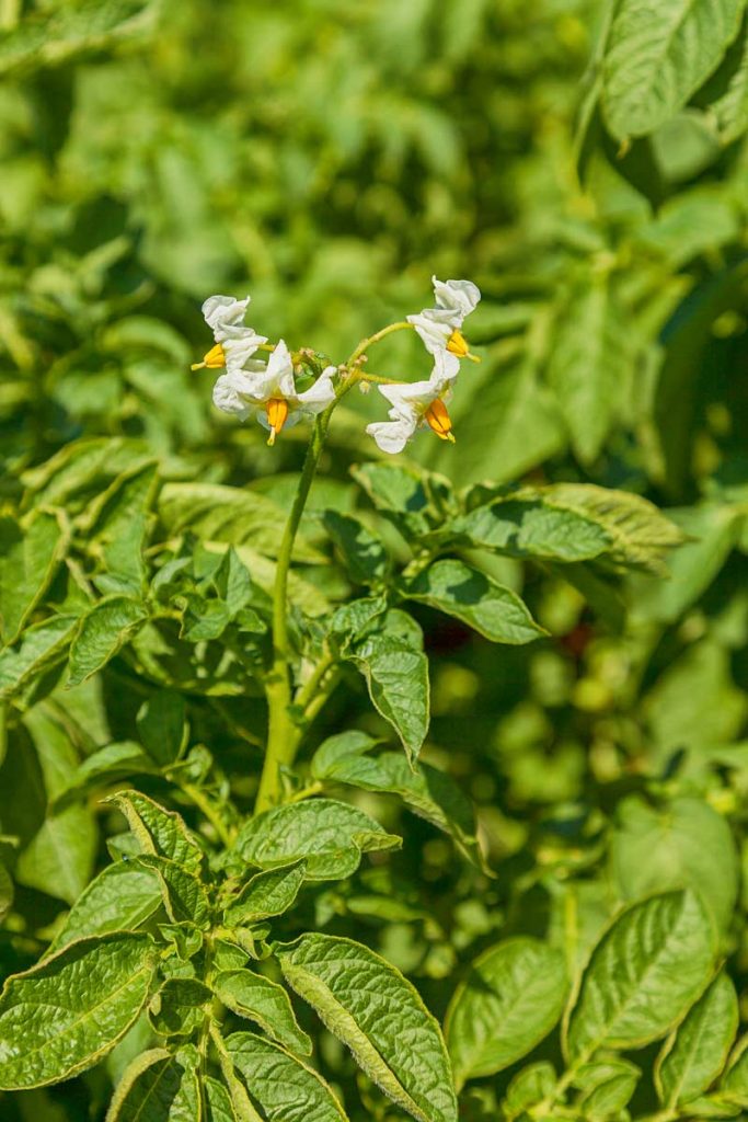 Ehe eine Kartoffelsorte auf dem Feld angebaut werden darf, vergehen etliche Jahre, denn zuvor muss die Sorte erst gezüchtet und dann von der EU zugelassen werden.