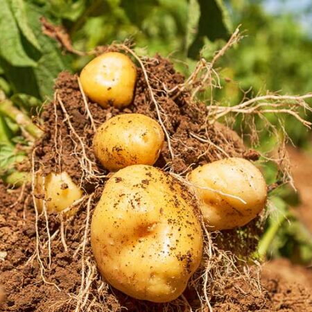 Im Interview mit einem Kartoffelzüchter: Kartoffeln auf dem Feld.