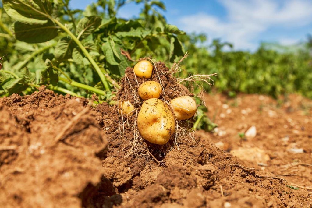 Kartoffeln schauen aus der Erde