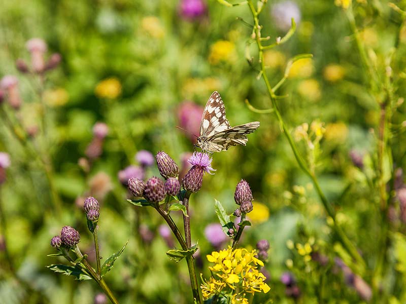 Schmetterling sitzt auf Blüte