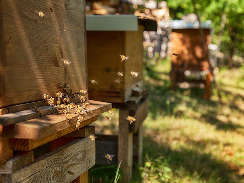 Bienen fliegen Holzkasten an