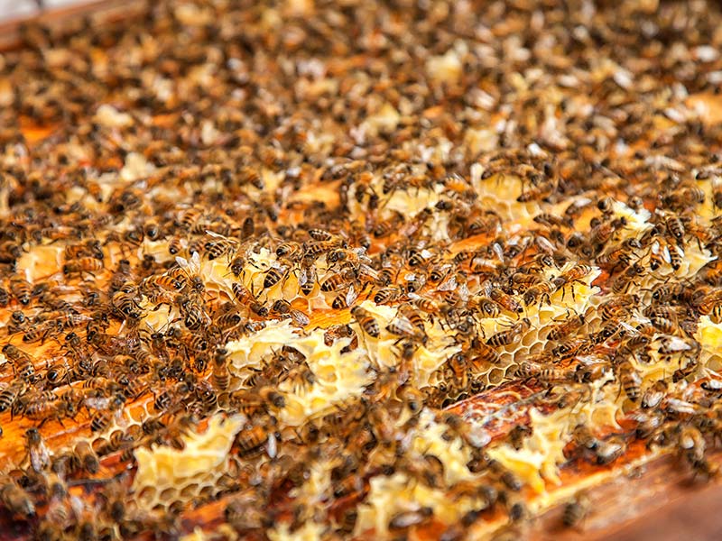 Viele Bienen stellen Honig her