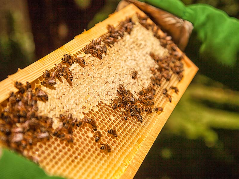 Wabe mit Honig