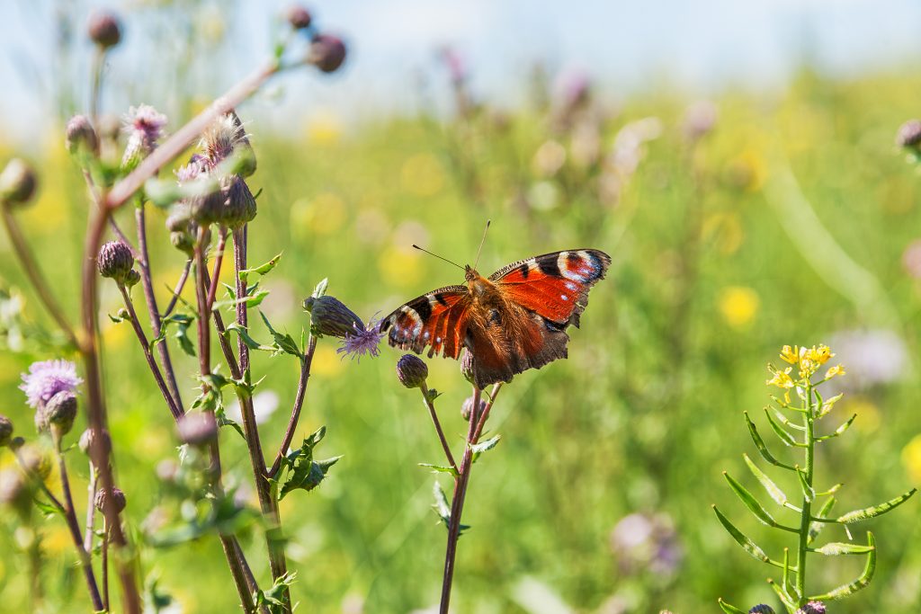 Wiese mit Schmetterling