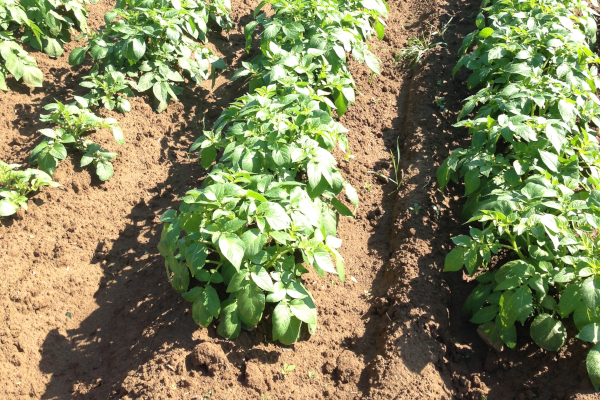 Pflanzenwachstum nach 2 Monaten