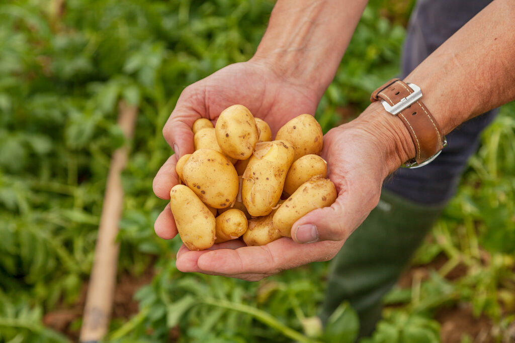 Kartoffeln aus der Erde